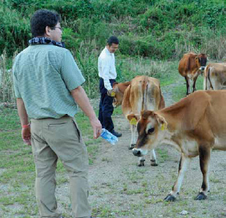 エコラの森で下草刈りをする4頭の牛