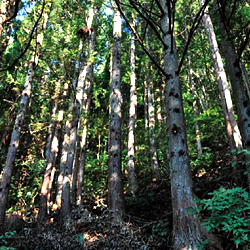 ������������̤���Ĥ���