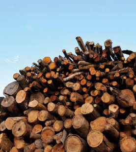 �����ں����������Ѥ߾夲��줿�ʥ顢�����顢���Фʤɤι��ռ���